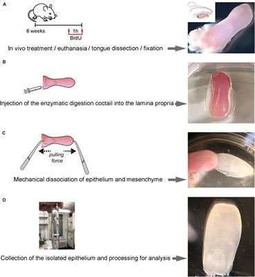 Three-Dimensional Imaging and Gene Expression Analysis Upon Enzymatic Isolation of the Tongue Epithelium